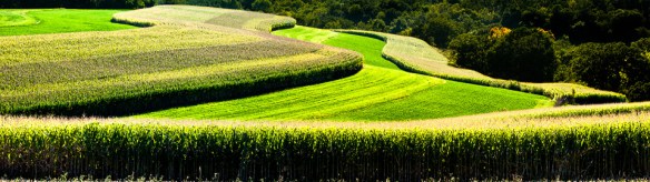 Ribbons of Pre-Harvested Corn,    Handshill Road, Iowa County, Wisconsin